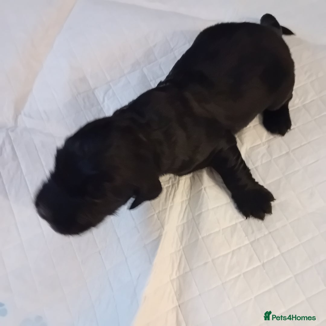 Cocker Spaniel dogs for sale: KC REGISTERED WORKING COCKER SPANIELS  - Image 3