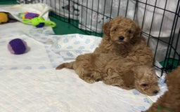 Toy Poodle dogs for sale: Stunning toy poodles  - Image 31