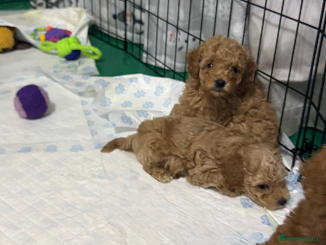 Toy Poodle dogs for sale: Stunning toy poodles  - Image 31