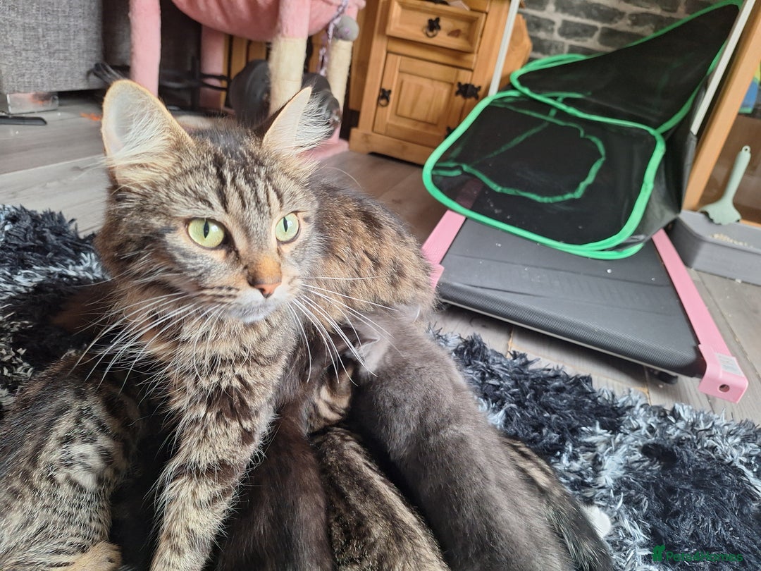 Domestic Shorthair cats for sale: Kittens for sale mother is half maine coon - Image 1