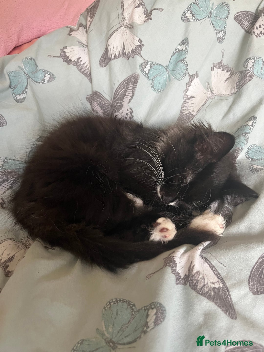 Mixed Breed cats for sale: Beautiful baby kittens 💕 - Image 2