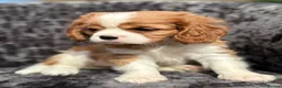 Cavalier King Charles Spaniel dogs for sale: Extensively health tested cavalier puppies  - Advert 14