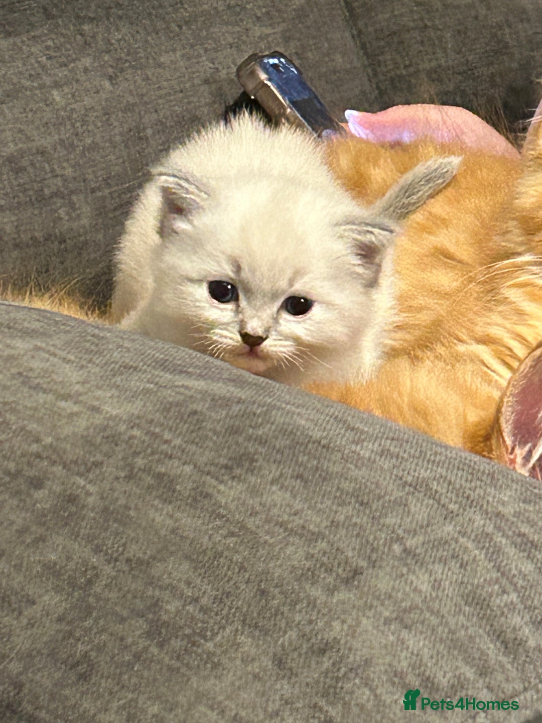 Ragdoll cats for sale: Fully health tested male rag doll Gccf registered  - Image 2