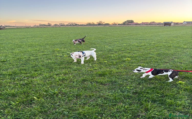 Olde English Bulldogge dogs - Advert 1