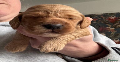 Cocker Spaniel dogs - Advert 13