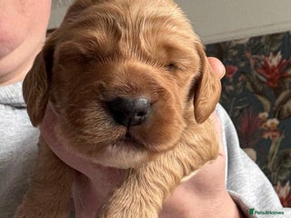 Cocker Spaniel dogs - Advert 30