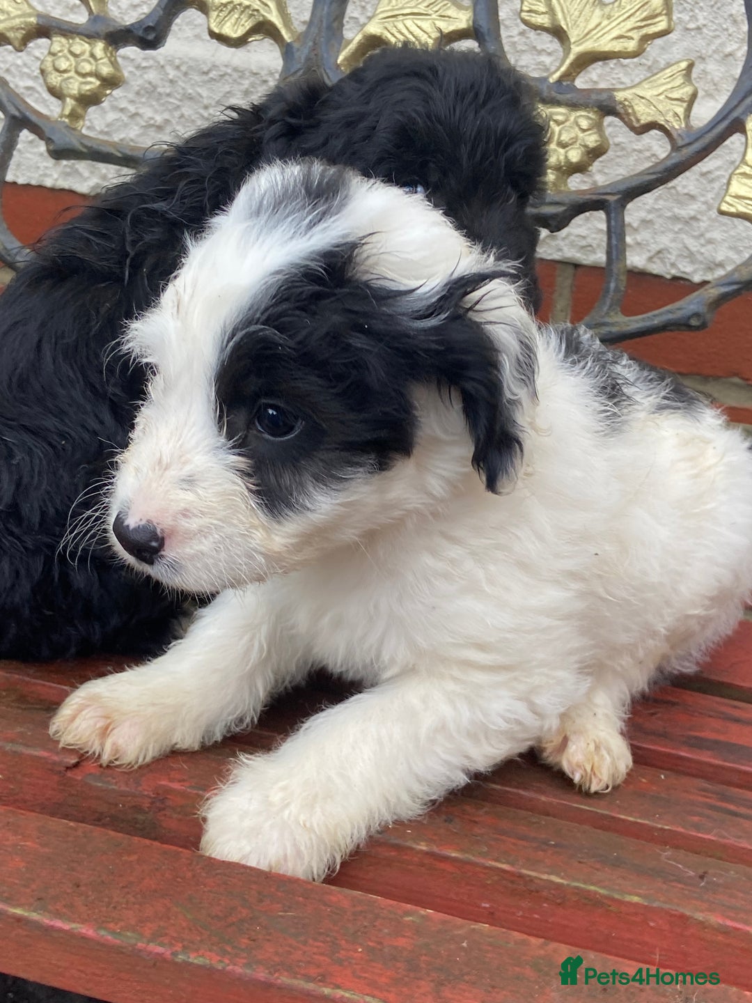 Cockapoo dogs for sale: F1 cockapoo puppies  - Advert 5