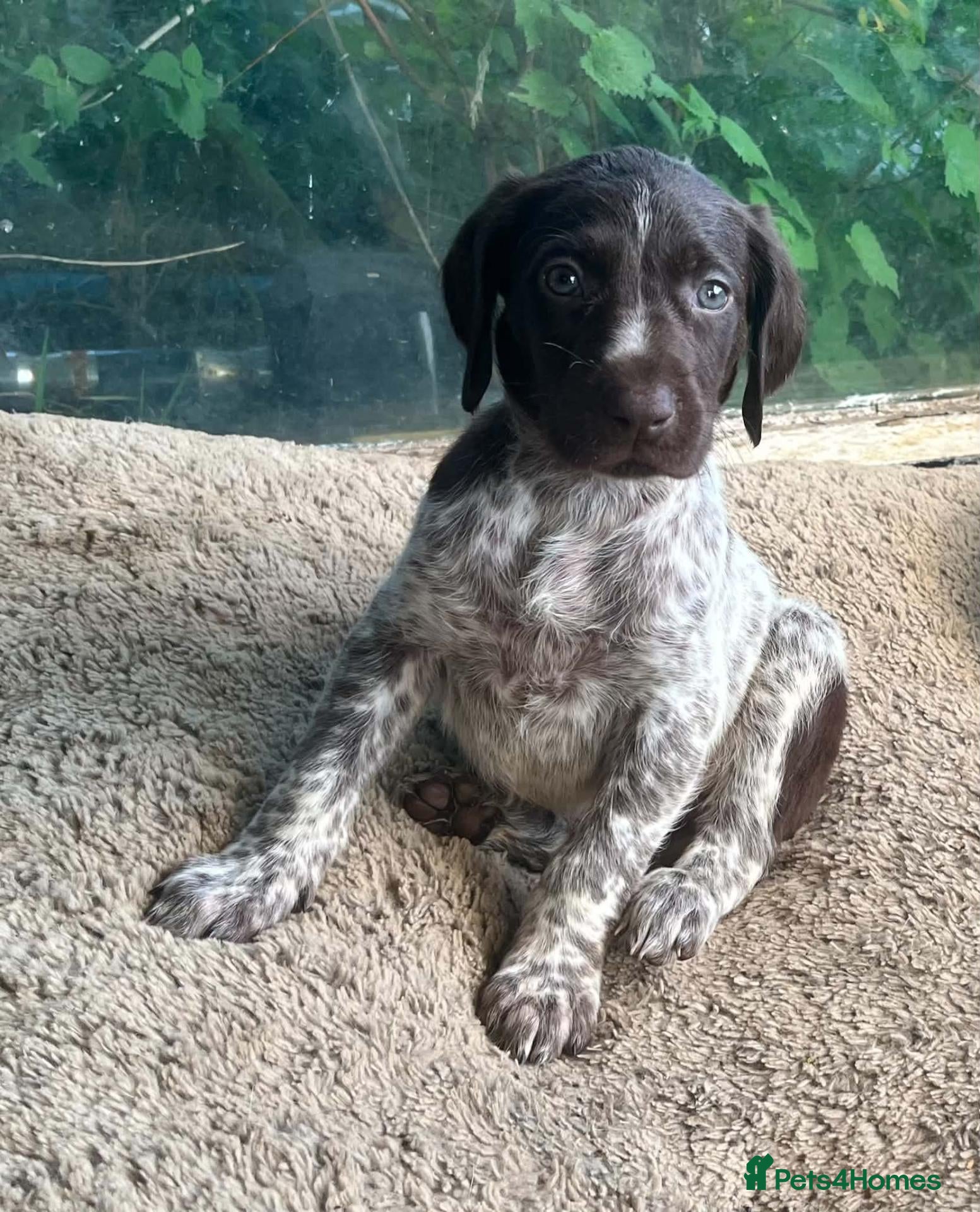 German Shorthaired Pointer dogs ❤️Gorgeous Gsp puppies ❤️🐾🐾 - Advert 5