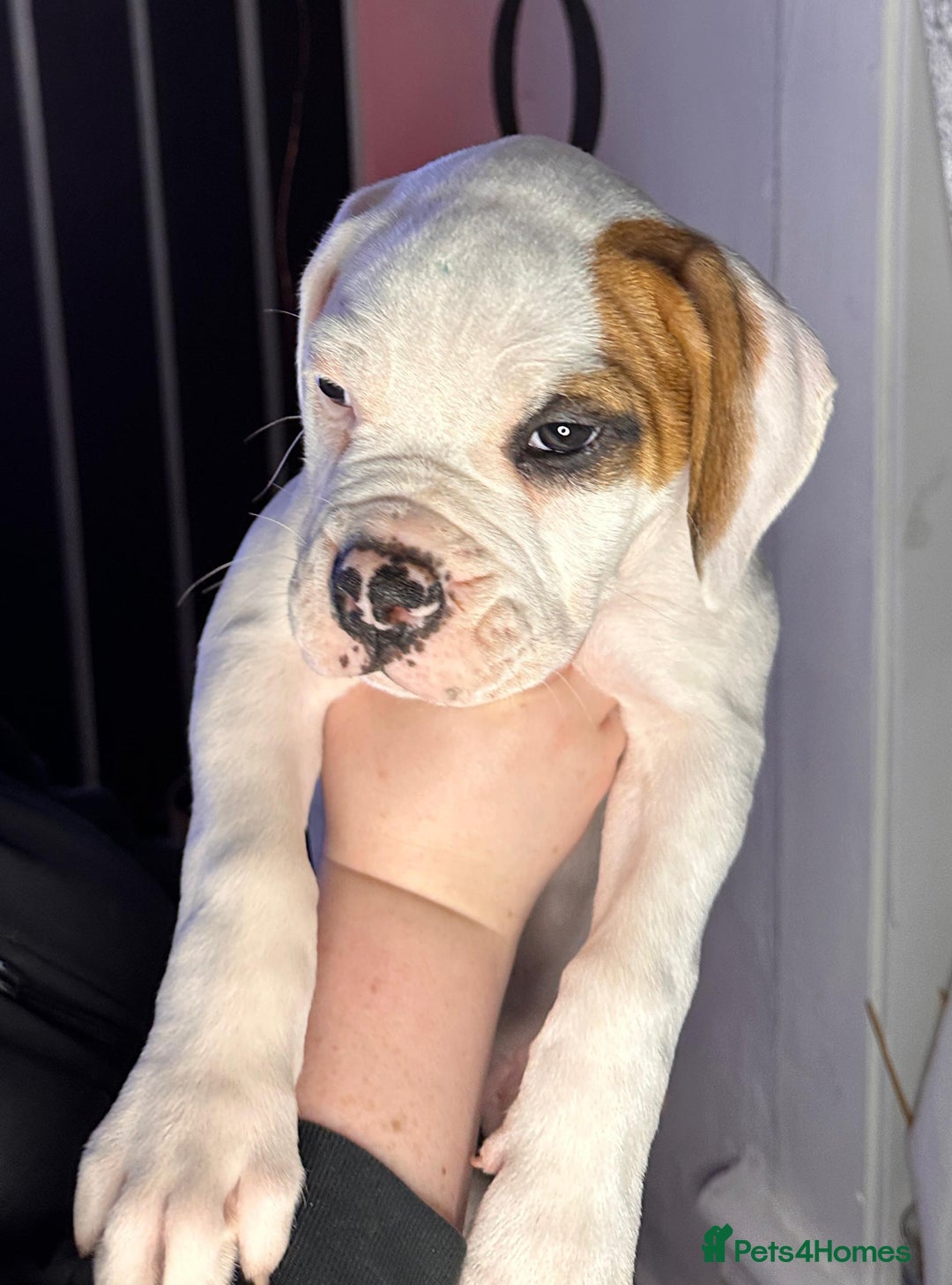 American Bulldog dogs for sale: American Bulldog Puppies – Ready Now! - Image 8