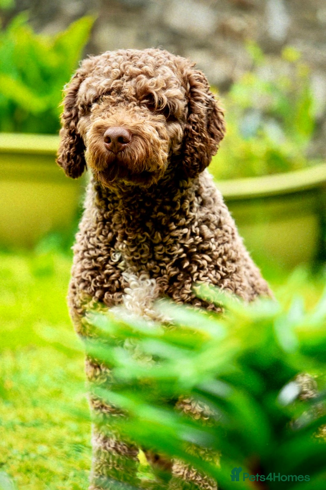 Spanish Water Dog dogs for sale: Spanish Water Dog Puppies  - Image 2