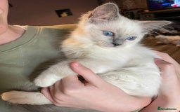 Ragdoll cats for sale: GCCF Beautiful Ragdoll Kittens - Image 6