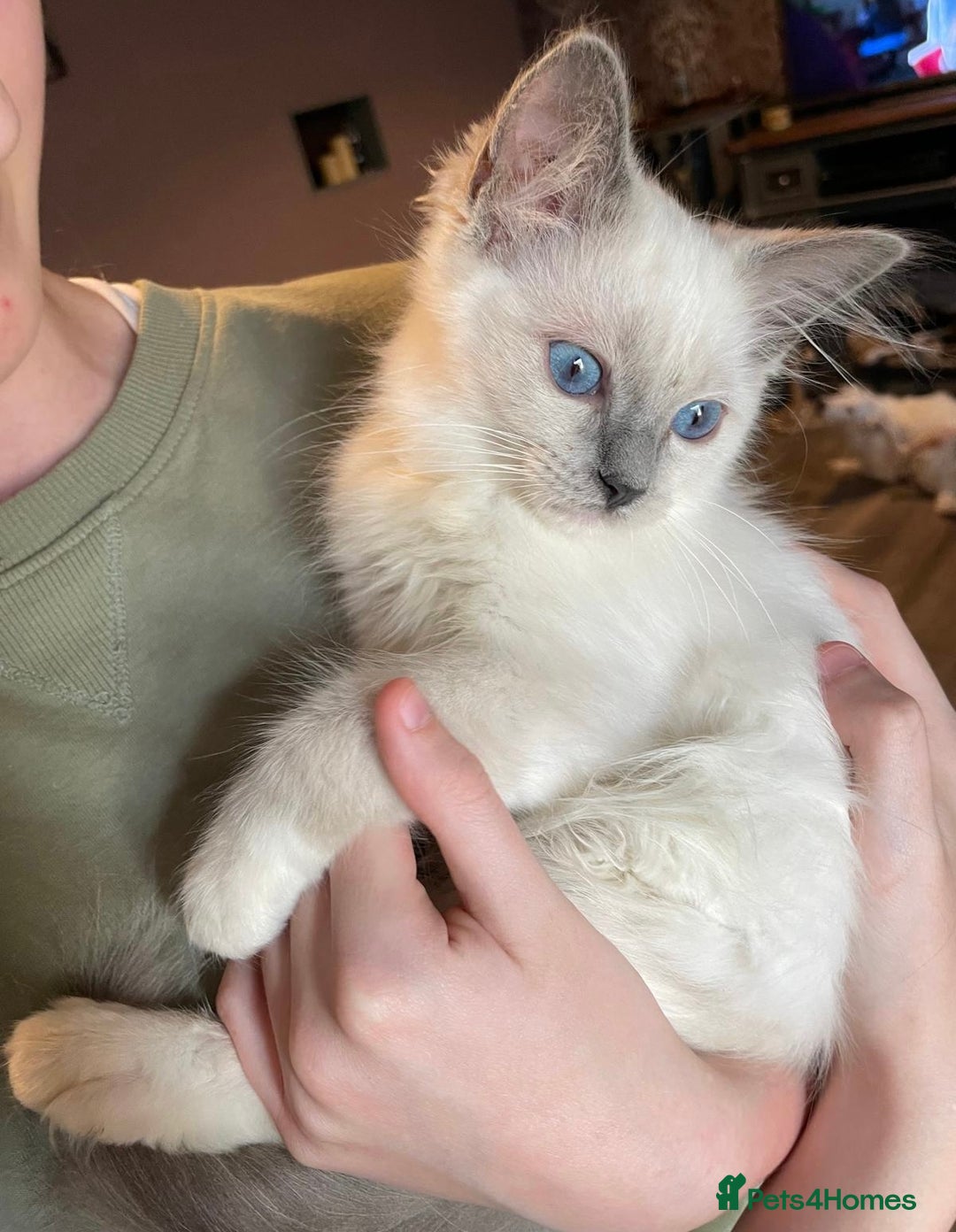 Ragdoll cats for sale: GCCF Beautiful Ragdoll Kittens - Image 6