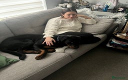 Rottweiler dogs for sale: 1 year 6 month rottweiler needs urgent rehoming - Image 15