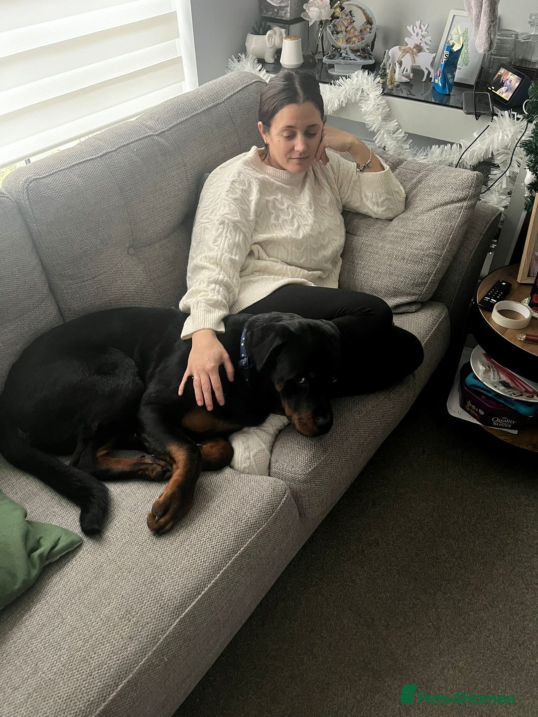 Rottweiler dogs for sale: 1 year 6 month rottweiler needs urgent rehoming - Image 15