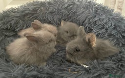 Lionhead rabbits for sale: 5 female Double Mane Lion head Doe’s for sale  - Image 4