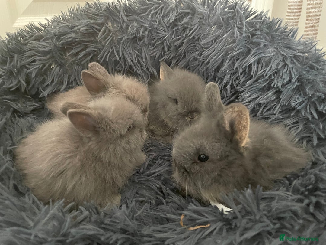 Lionhead rabbits for sale: 5 female Double Mane Lion head Doe’s for sale  - Image 4