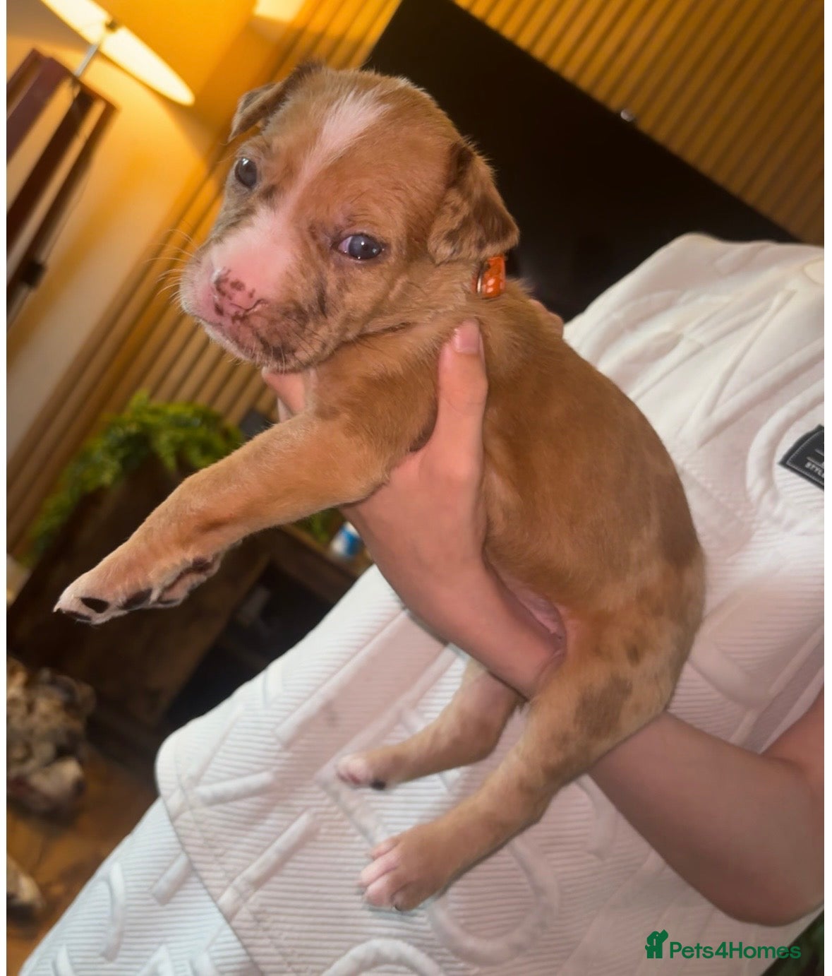 Mixed Breed dogs North American mastiff X boerboel (5 pups left)  - Advert 2