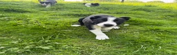 Smooth Collie dogs for sale: ISDS registered Collie Pups in Rossendale - Advert 8
