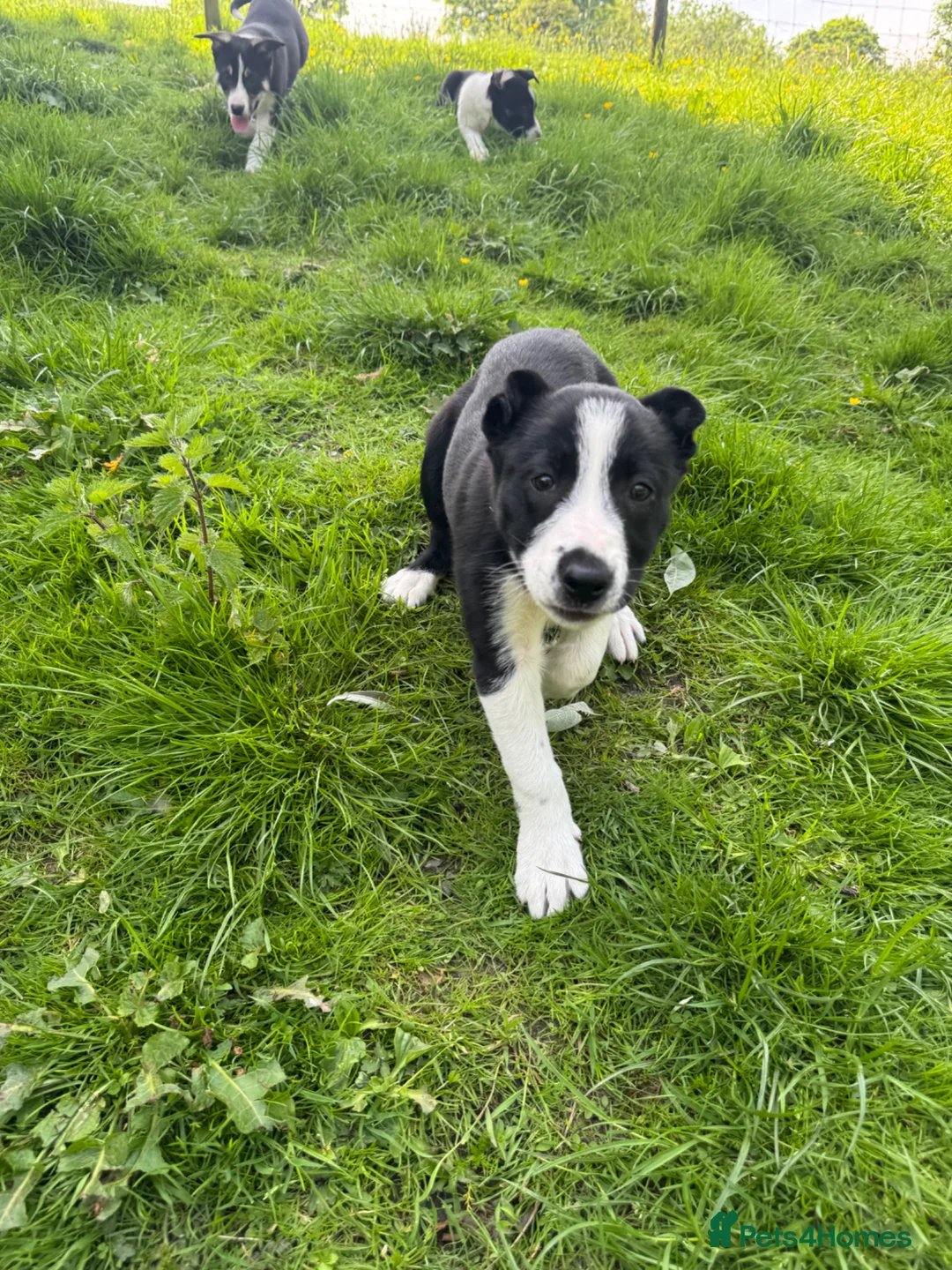 Smooth Collie dogs for sale: ISDS registered Collie Pups in Rossendale - Advert 8