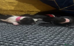 Shih Tzu dogs for sale: Shih tzu puppies  - Image 2