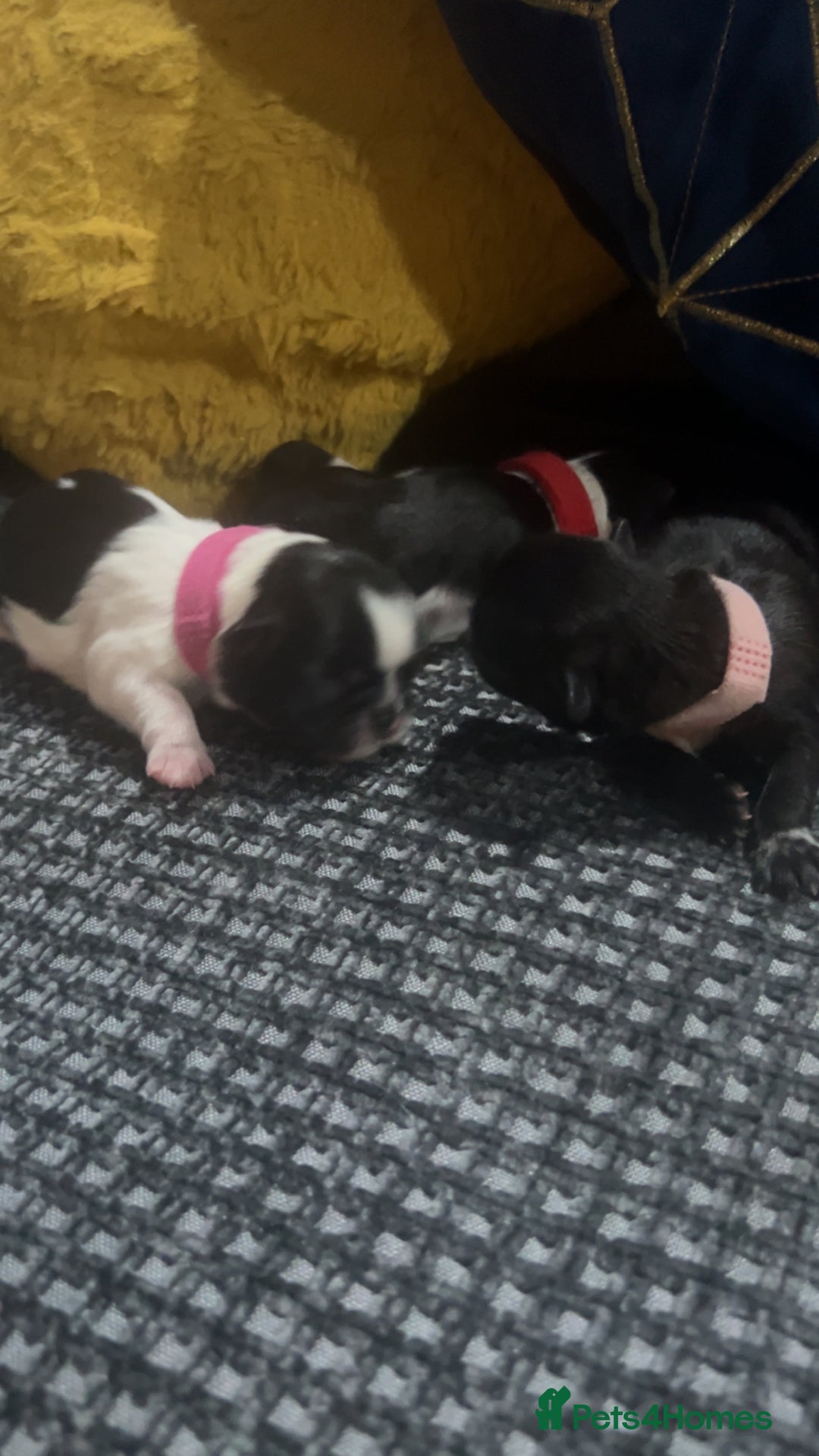 Shih Tzu dogs for sale: Shih tzu puppies  - Image 2