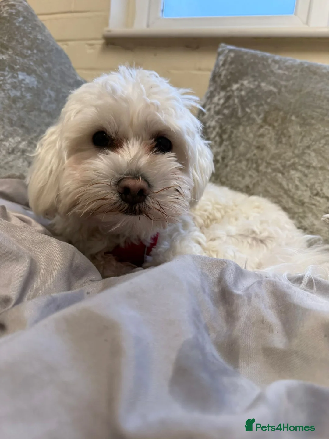 Bichon Frise dogs for sale: Two Mini Bichon Frise Ready for their New Home - Advert 7