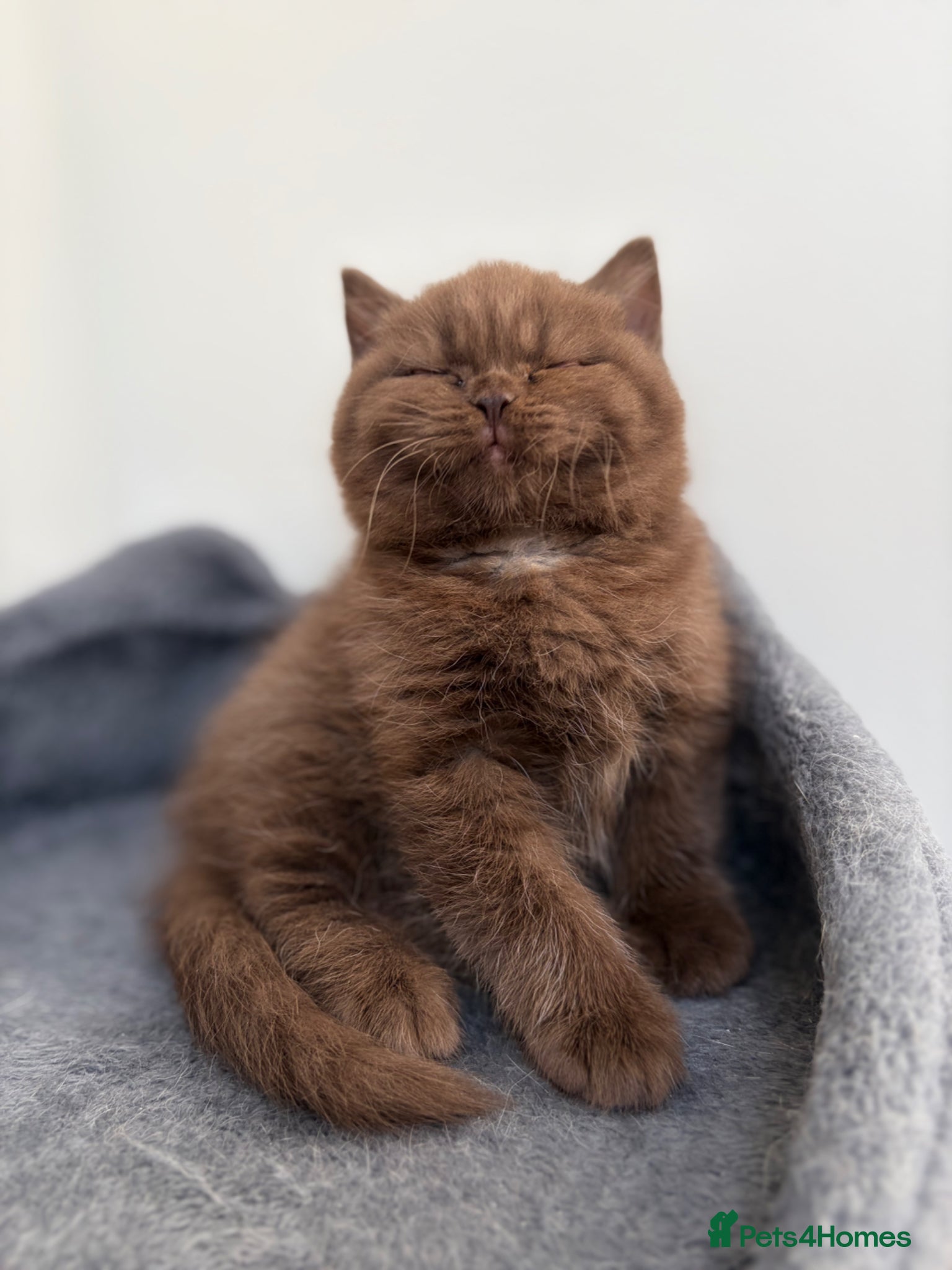 British Shorthair cats Cinnamon GCCF Pure Pedigree British Shorthair - Advert 2