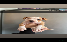 Mixed Breed dogs for sale: Staff x American bulldog - Image 2