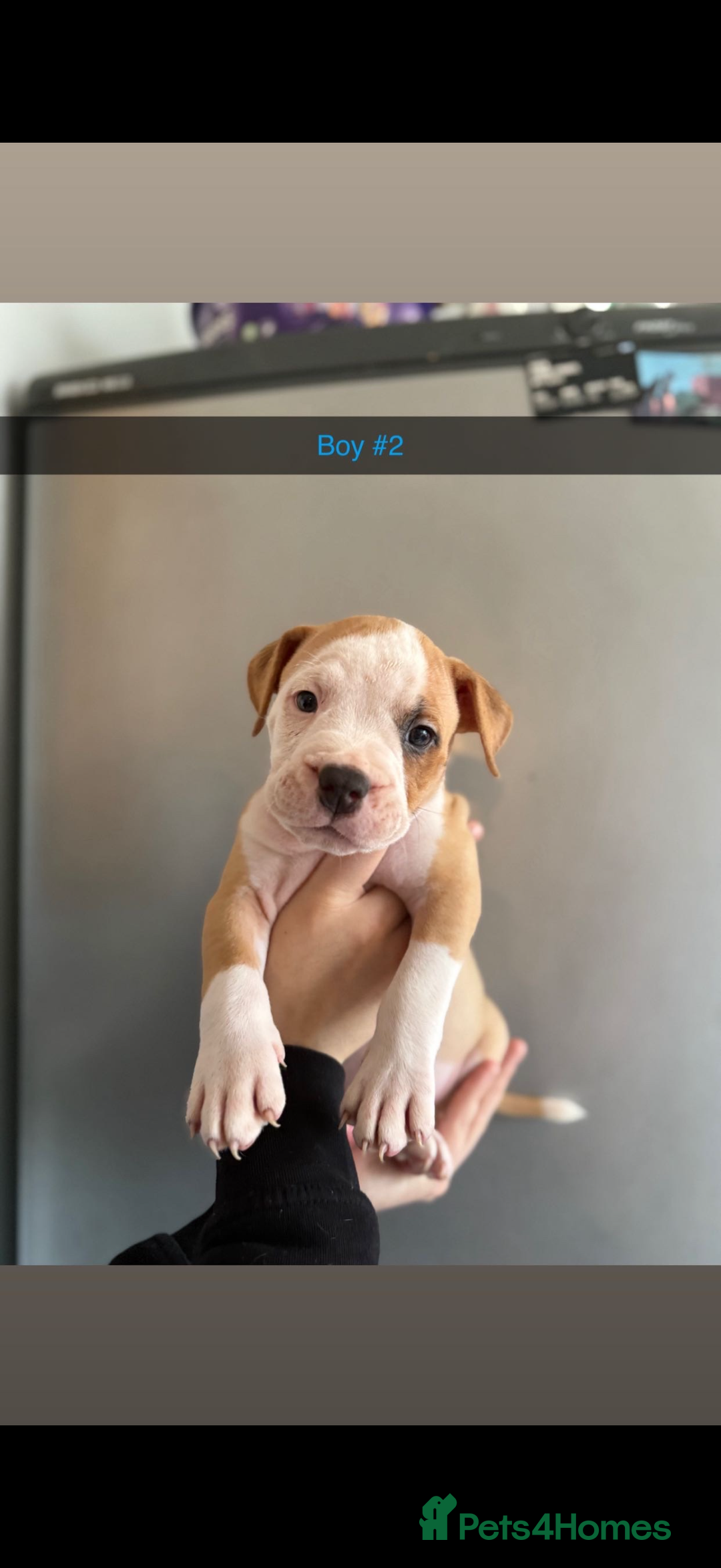 Mixed Breed dogs for sale: Staff x American bulldog - Image 2