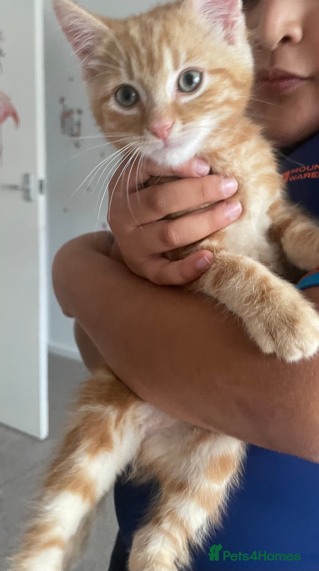 Asian cats for sale: Our lovely kitten needs to be rehome - Image 4