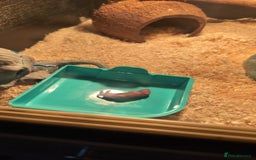 Snake reptiles for sale: Hot nose born June 2025 for sale  - Advert 5