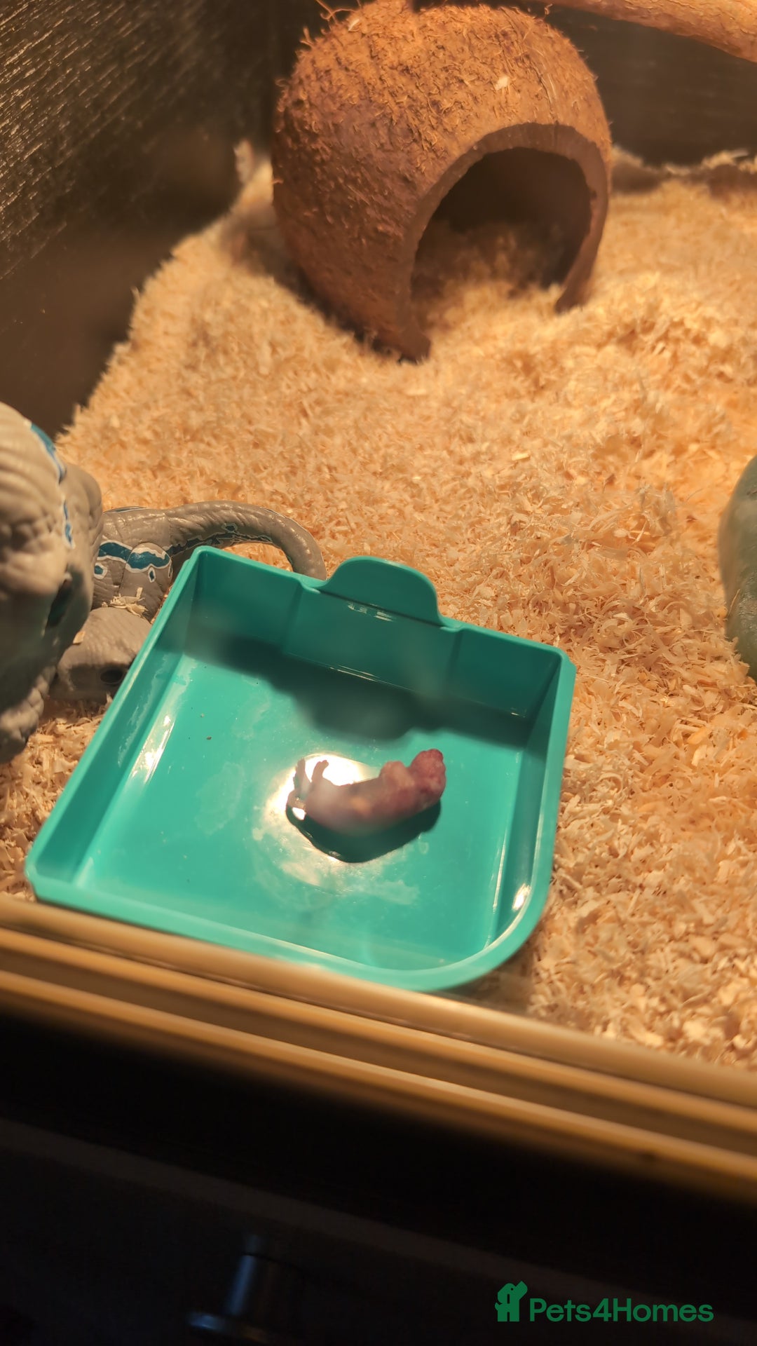 Snake reptiles for sale: Hot nose born June 2025 for sale  - Advert 5