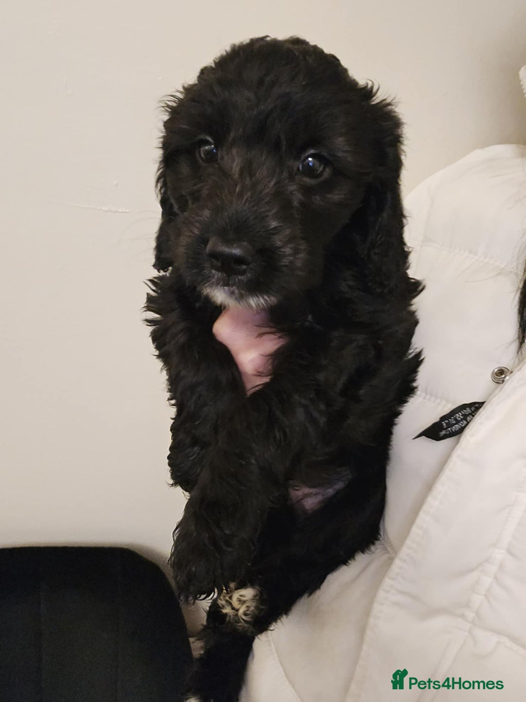 Goldendoodle dogs for sale: Goldendoodle - Advert 9