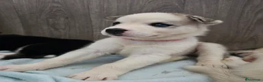 Huskita 4