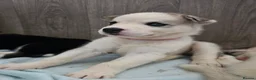 Huskita dogs for sale: Puppies for sale  - Advert 21