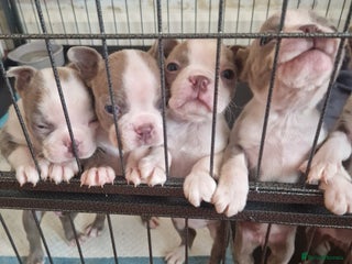 Boston Terrier dogs Beautiful Boston terrier puppies for sale - Advert 5