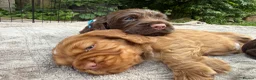 Cocker Spaniel dogs for sale: Stunning KC/Health tested working cocker spaniels - Advert 10