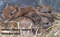 Netherland Dwarf rabbits for sale: Pure bred Baby Netherland Dwarfs for sale - Advert 5