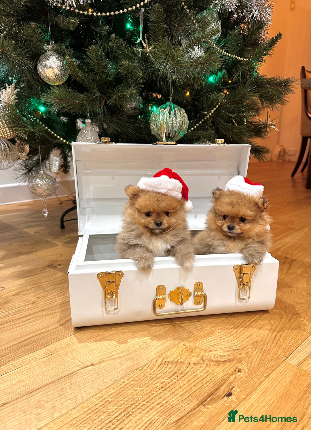 Pomeranian dogs for sale: Pomeranian teddy bear face puppies🐶 - Advert 3