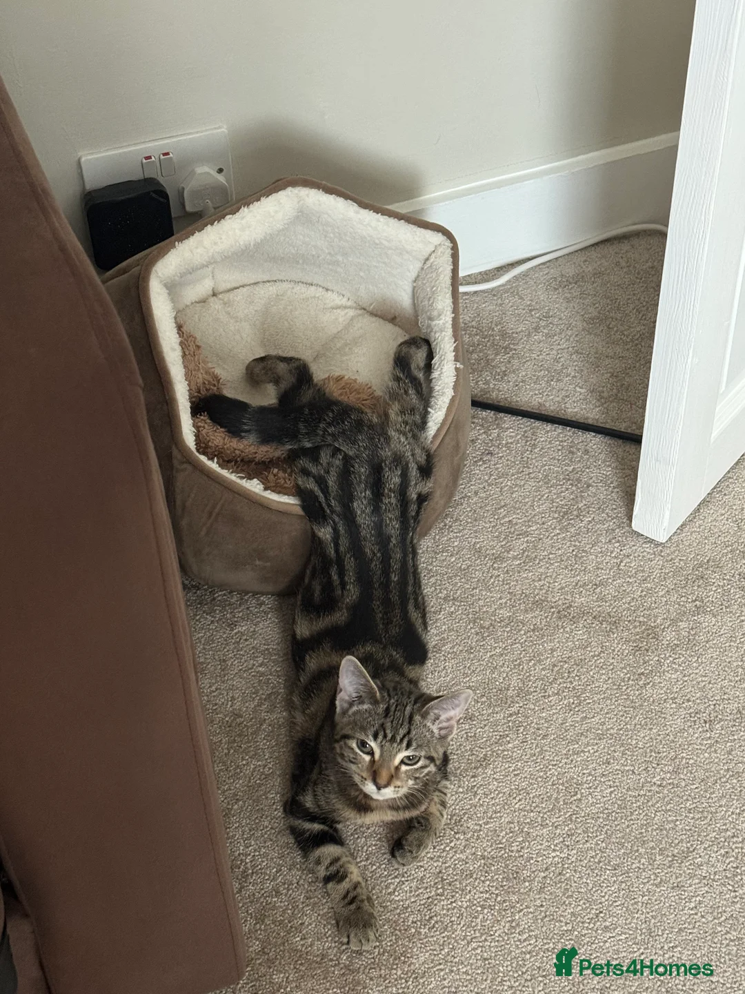 Domestic Shorthair cats for sale: Looking for a loving home - Advert 4