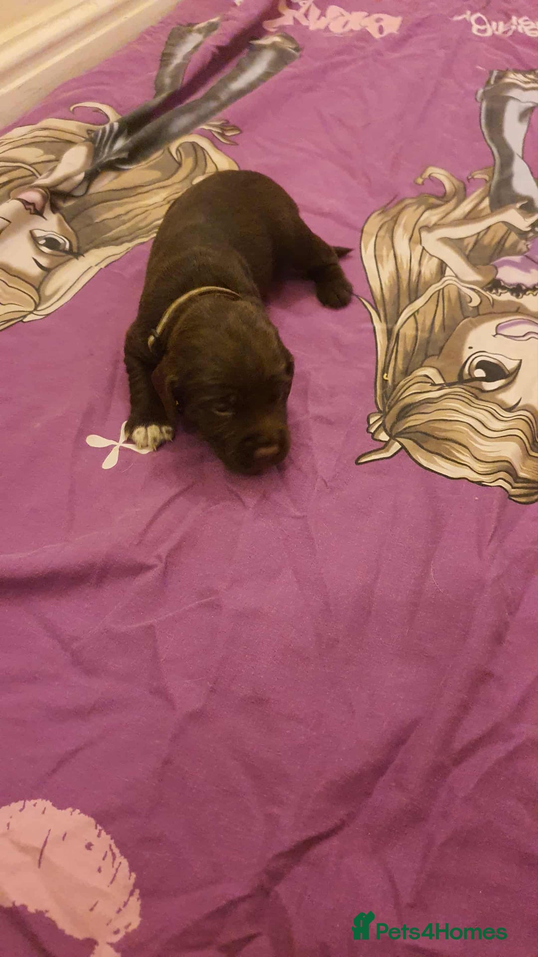 Mixed Breed dogs for sale: Cockerdor x english springer spaniel  - Image 9