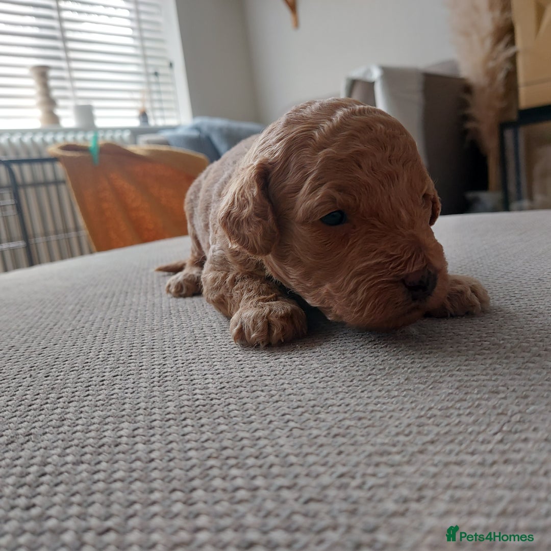 Cockapoo dogs for sale: F1B Small Cockapoo Puppies. Only 2 boys available  - Image 15
