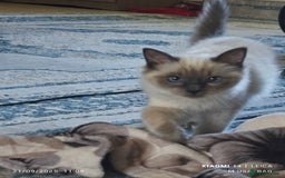 Ragdoll cats for sale: 2😻Ragdoll kittens 💕 - Image 8