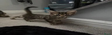 Bartholomew 