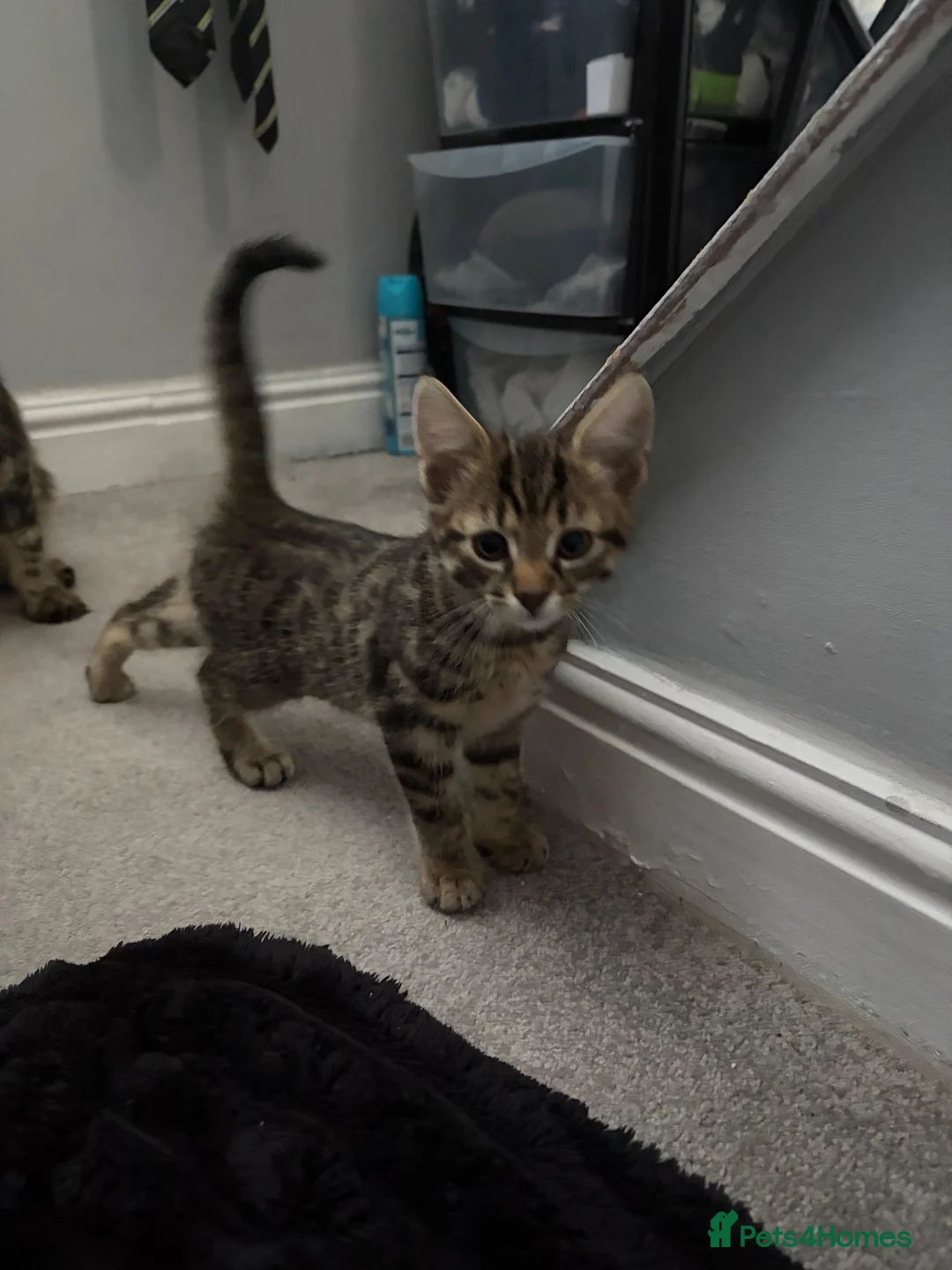 Mixed Breed cats for sale: 4 kittens for sale (2 black and white 2 tabby)  in Hull - Advert 2