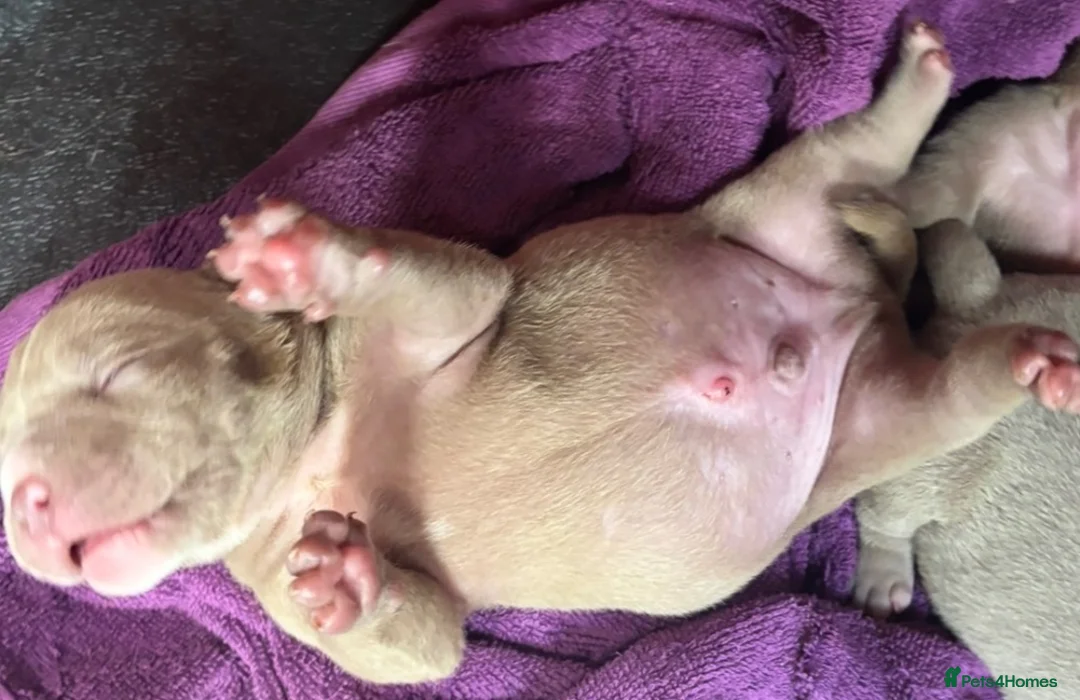 American Bully dogs for sale: Pocket bully pups  in Newcastle upon Tyne - Advert 2