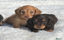 Miniature Dachshund dogs for sale: Beautiful long haired miniature dachshund puppies  - Image 8