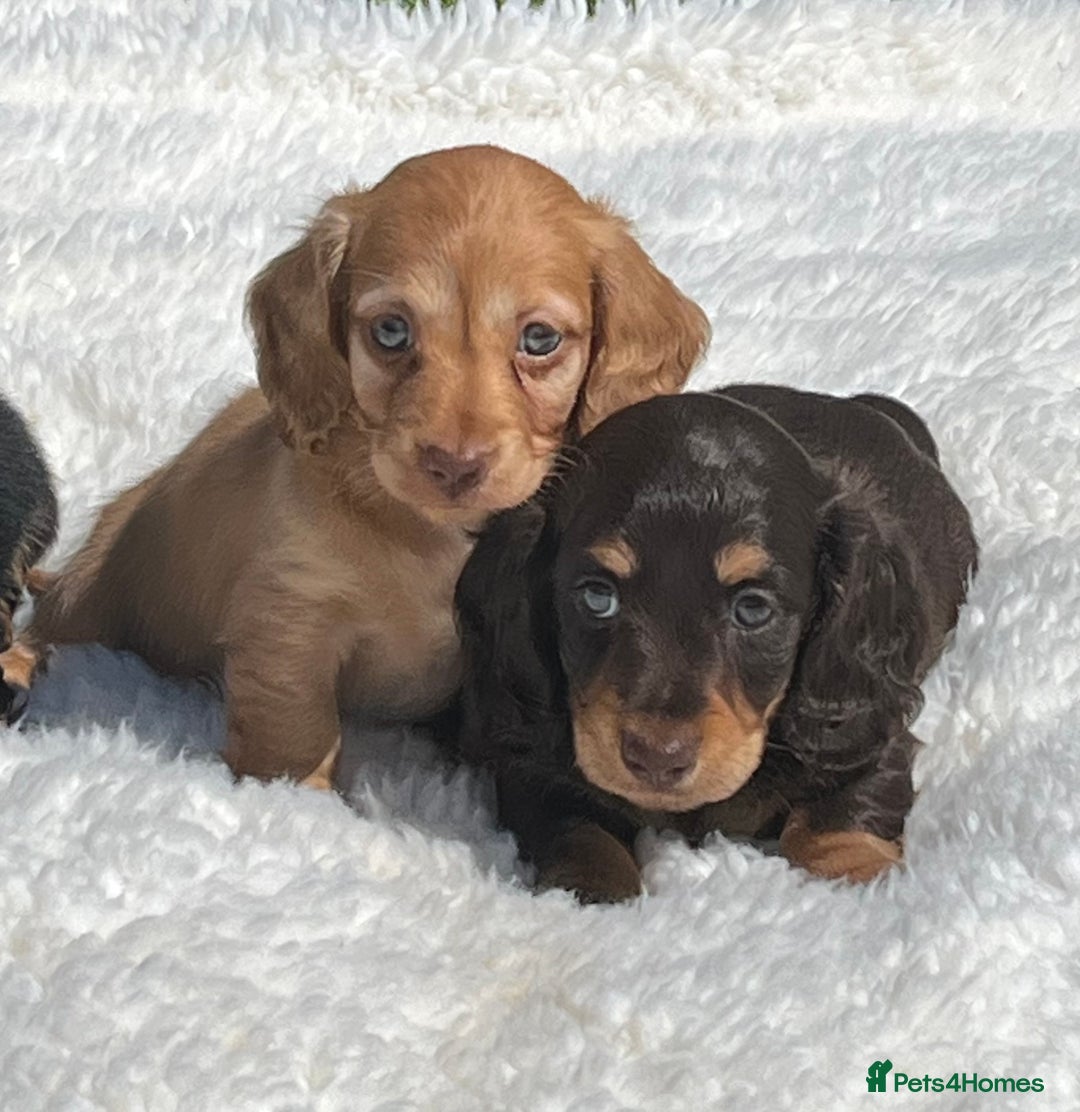 Miniature Dachshund dogs for sale: Beautiful long haired miniature dachshund puppies  - Image 8