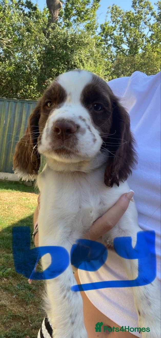 Sprocker dogs 2boys 1Girl cocker spaniels READY TO LEAVE NOW - Advert 2