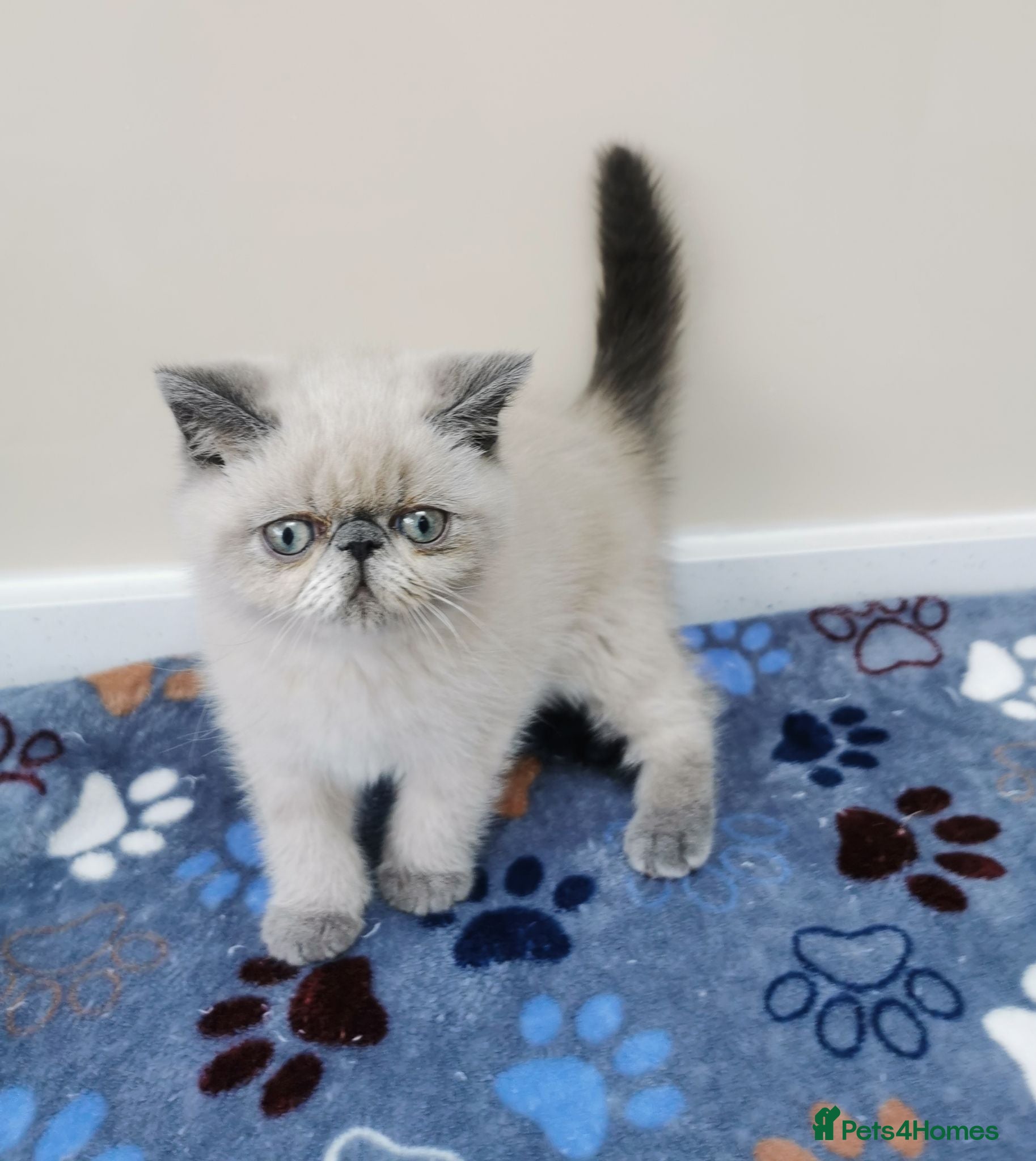 Exotic cats Pedigree exotic kittens - Advert 1